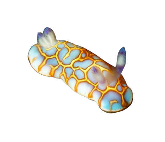 Felimida clenchi